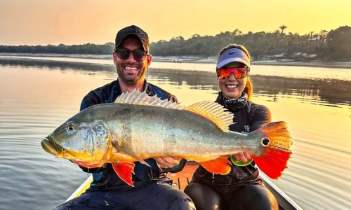 Peacock Bass